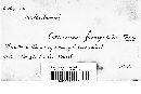 Corticium fumigatum image