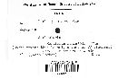 Corticium fumigatum image