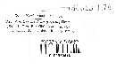 Corticium fumigatum image