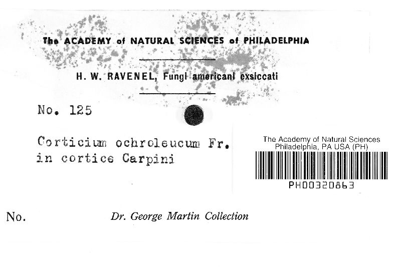 Ceratobasidium image