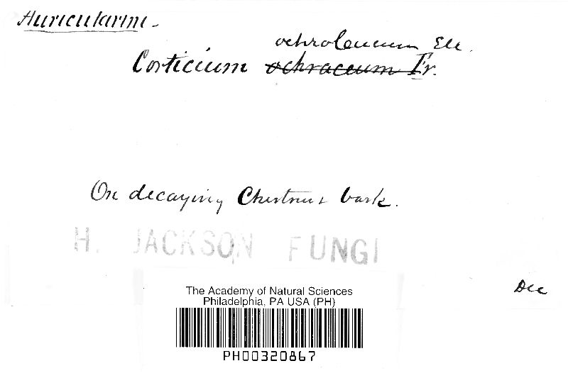Ceratobasidium ochroleucum image