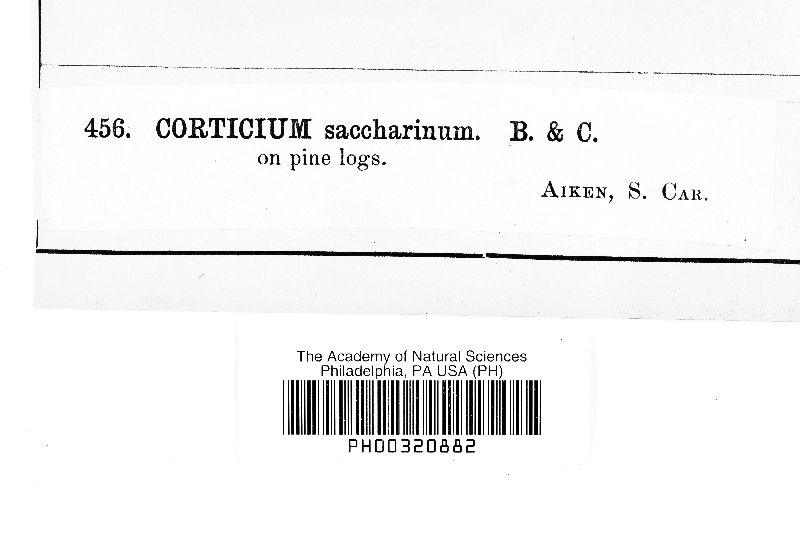 Corticium saccharinum image