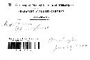 Corticium penicillatum image