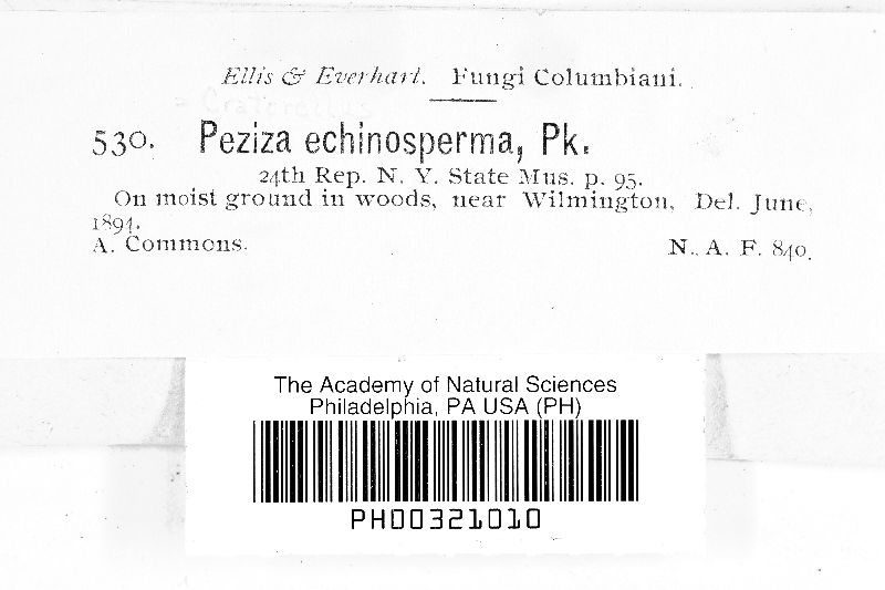 Peziza echinosperma image