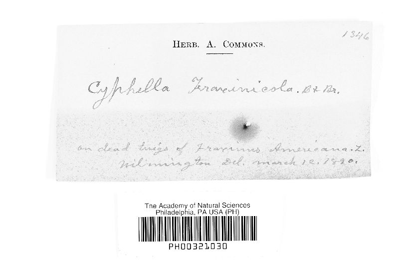 Episphaeria fraxinicola image