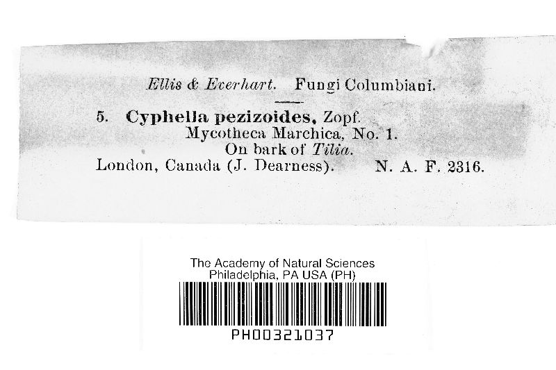 Cyphella pezizoides image