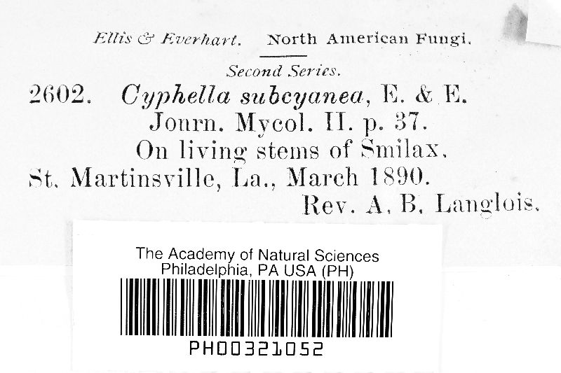 Cyphella subcyanea image
