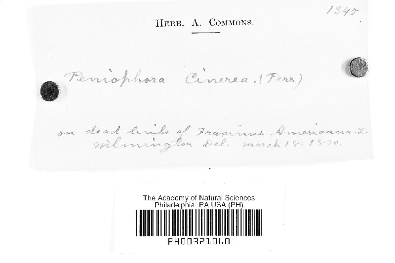 Peniophora cinerea image