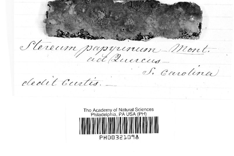 Lopharia papyrina image