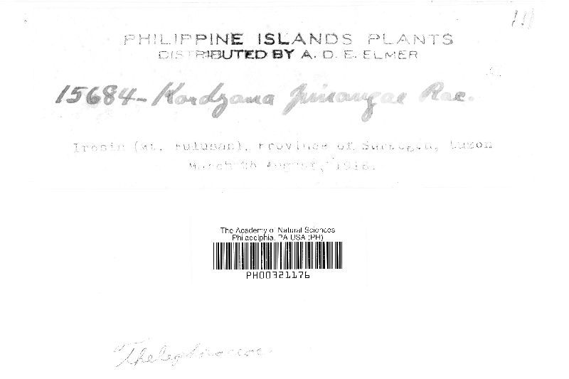 Brachybasidium pinangae image