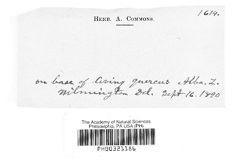 Sebacina helvelloides image