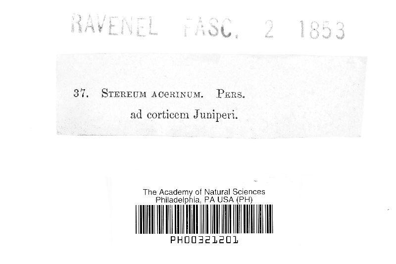 Dendrothele acerina image