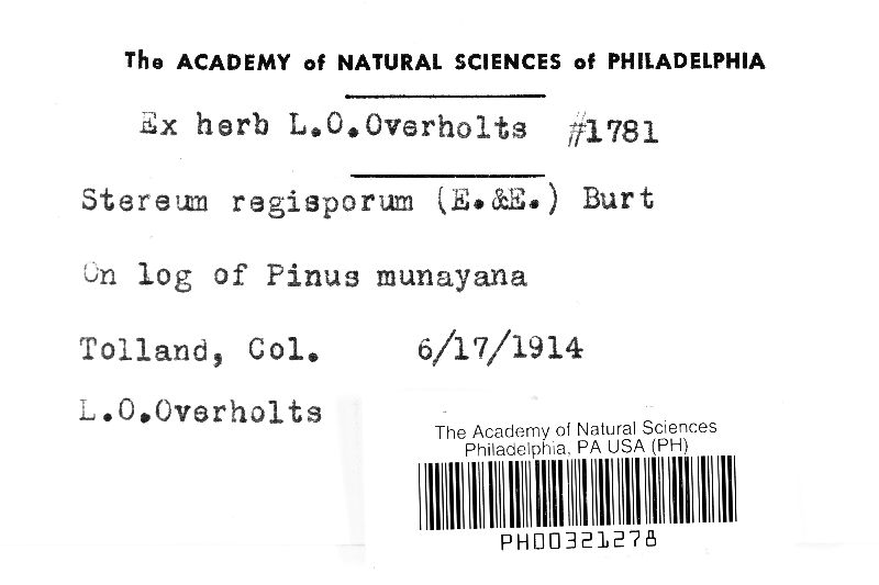 Stereum acerinum var. longisporum image