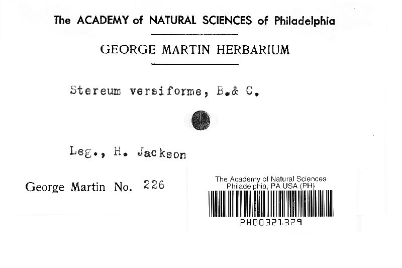 Peniophora versiformis image