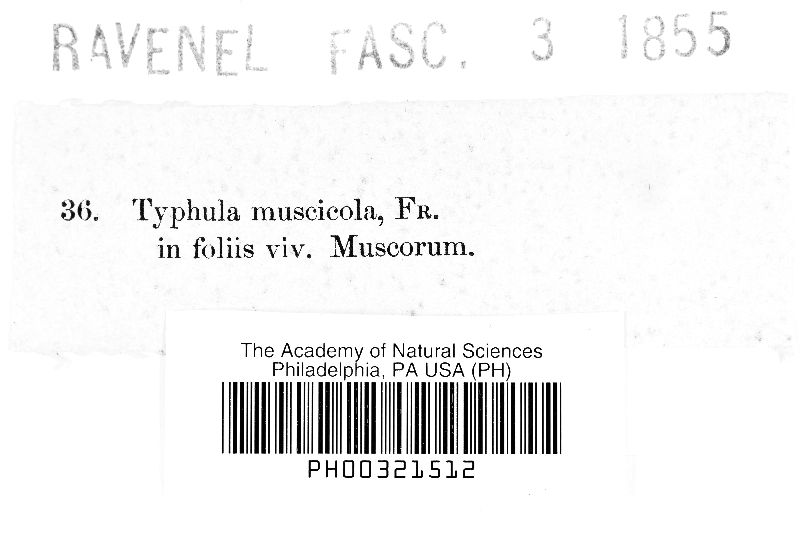 Eocronartium muscicola image