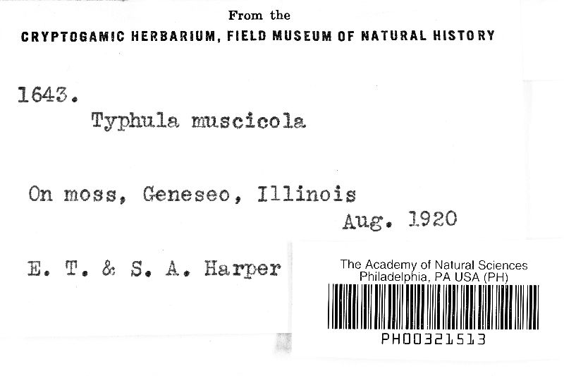 Eocronartium muscicola image