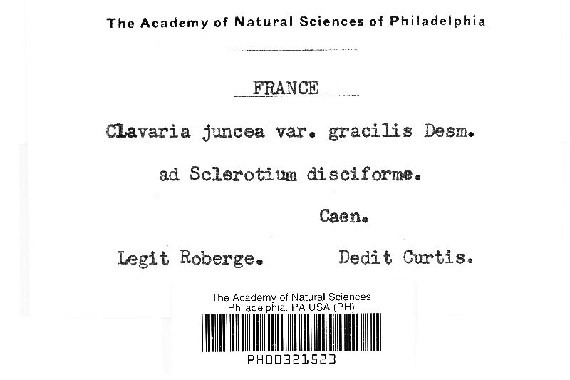 Clavaria juncea var. gracilis image