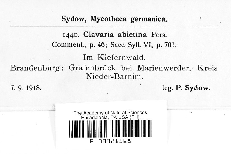 Clavaria abietina image