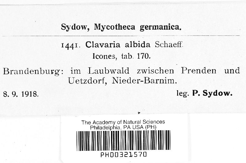 Clavaria albida image