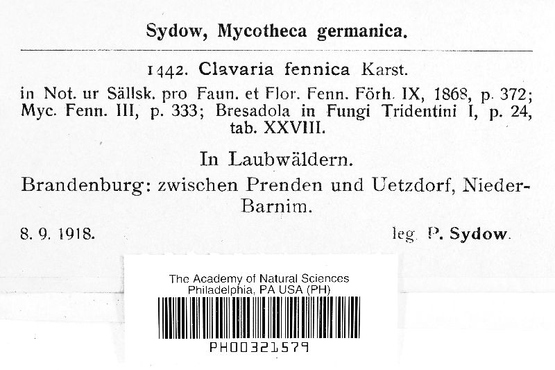 Clavaria fennica image