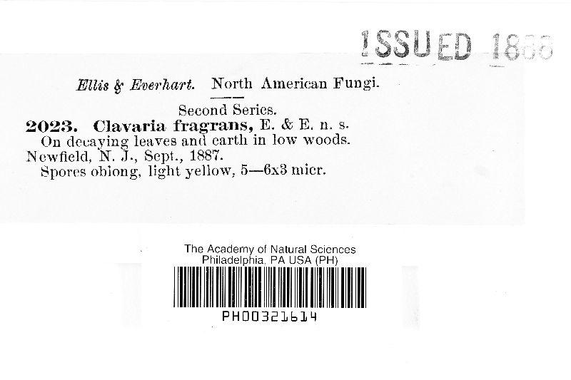 Clavaria fragrans image