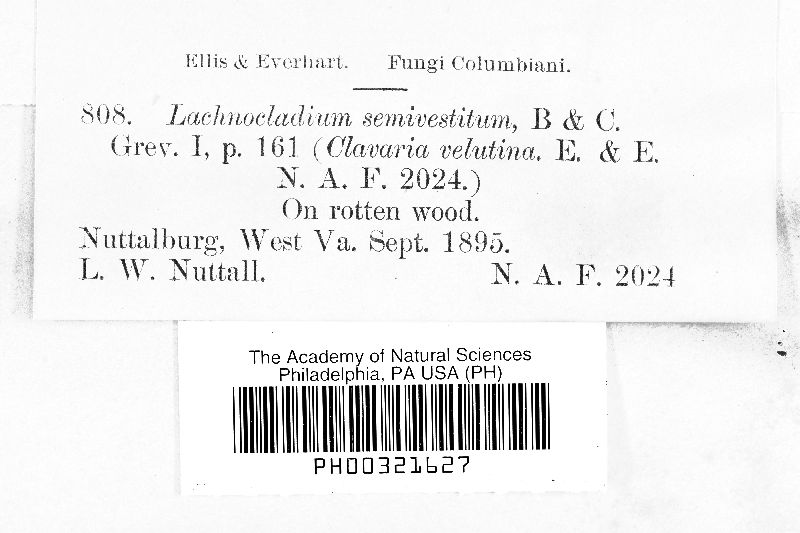 Lachnocladium semivestitum image