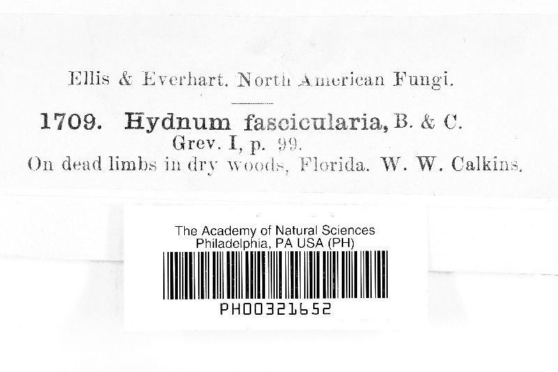 Hydnum fasciculare image