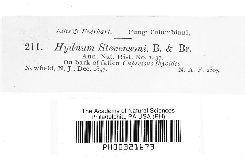 Hydnum stevensonii image