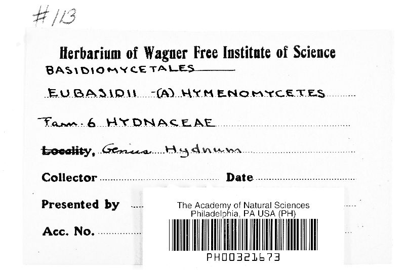 Hydnum stevensonii image