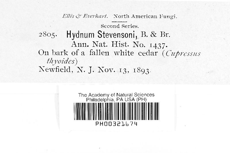 Hydnum stevensonii image