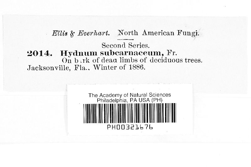 Hydnum subcarnaceum image