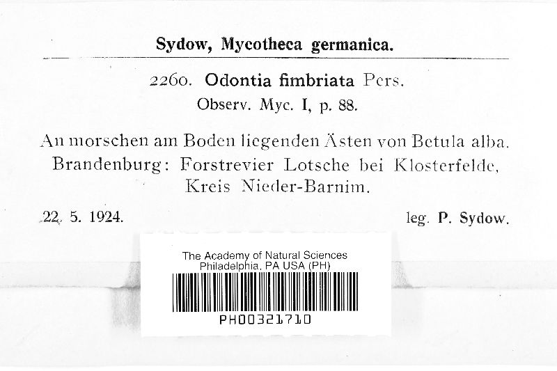 Odontia fimbriata image
