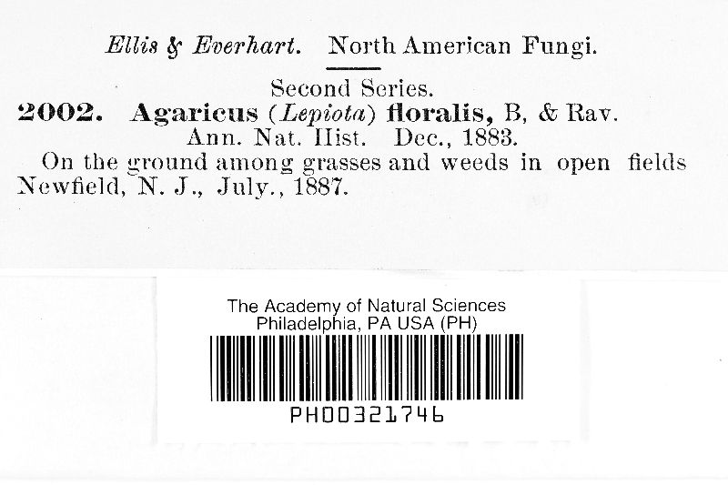 Agaricus floralis image