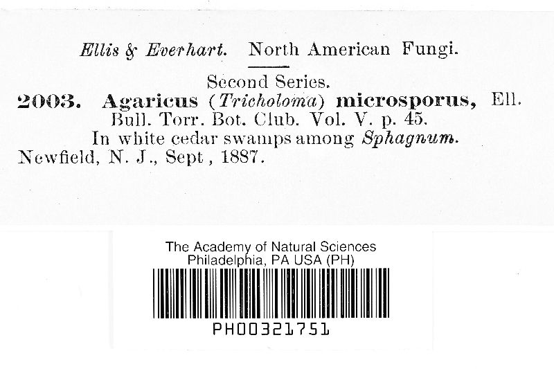 Agaricus microsporus image
