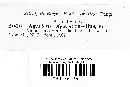 Mycena rosella image