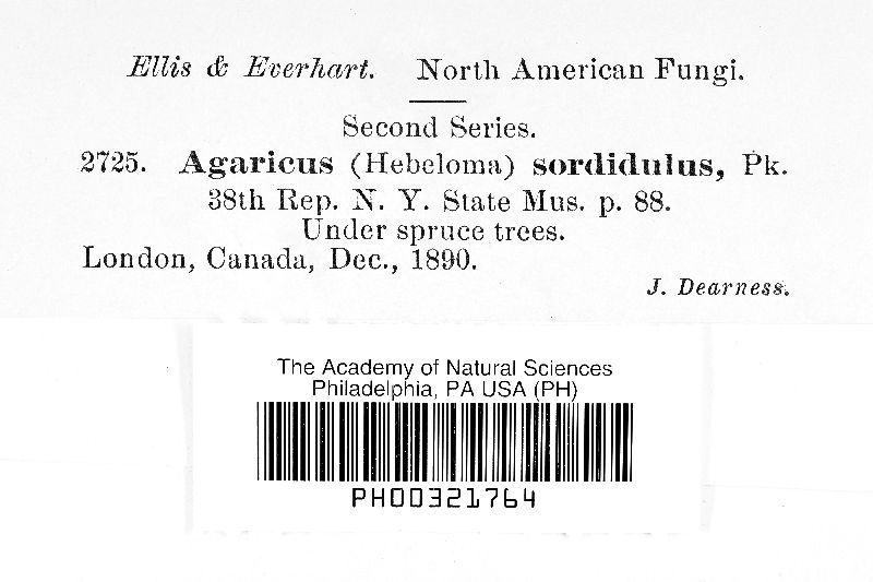 Agaricus sordidulus image