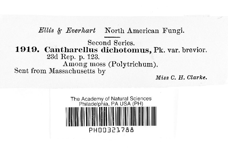 Cantharellus dichotomus image
