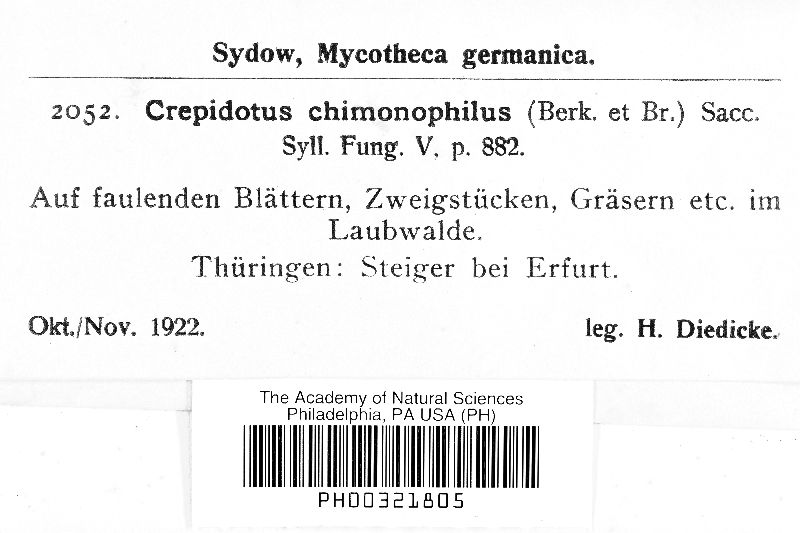 Crepidotus chimonophilus image