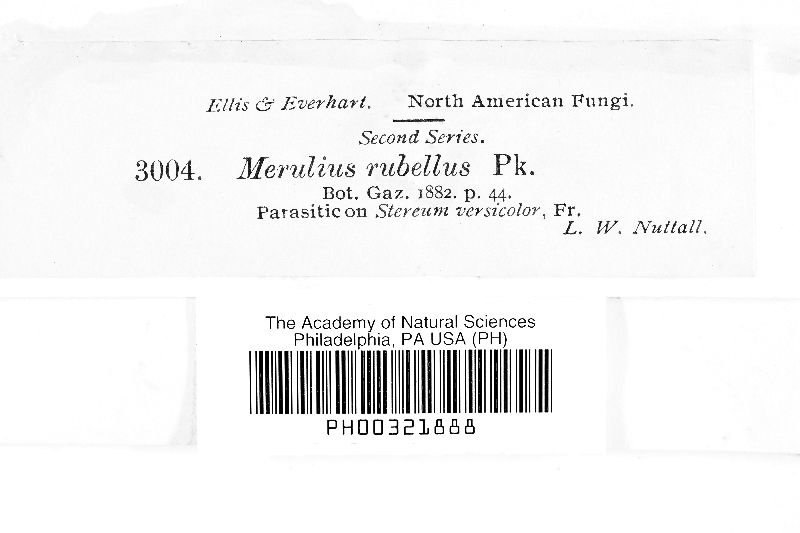 Merulius rubellus image