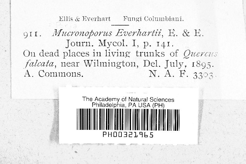 Mucronoporus everhartii image