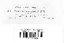 Erastia salmonicolor image