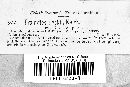Coriolopsis gallica image