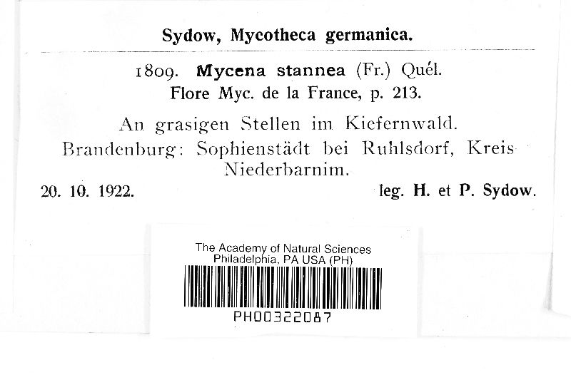 Mycena stannea image