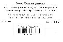 Hypholoma elongatum image