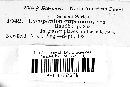 Lycoperdon cupricum image