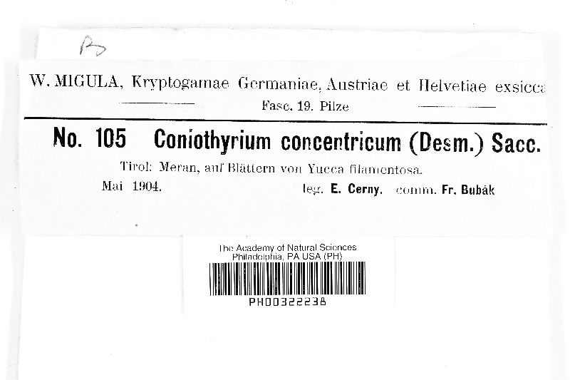 Coniothyrium concentricum image