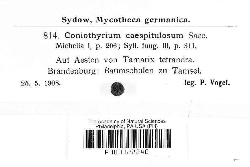 Coniothyrium caespitulosum image