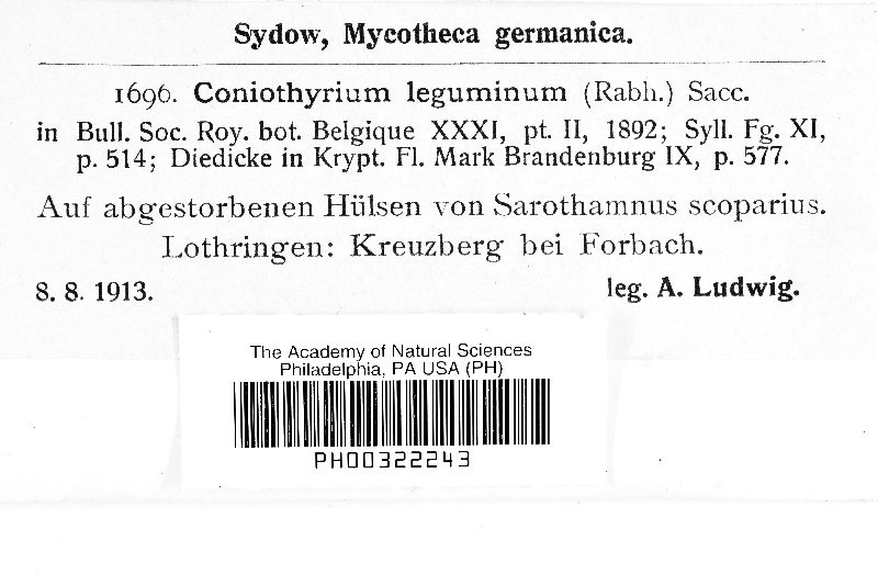 Coniothyrium leguminum image