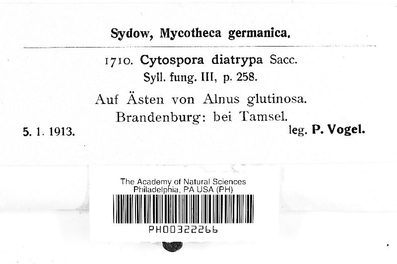 Cytospora diatrypa image