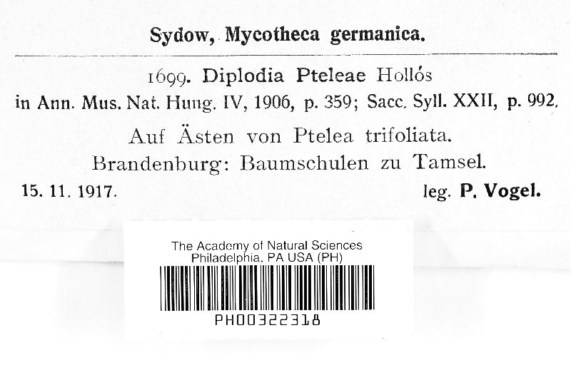 Diplodia pteleae image